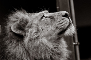 Leeuw als metafoor voor persoonlijk leiderschap